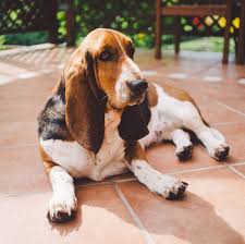 Image result for basset hound