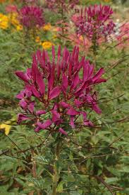 Image result for Cleome bororensis