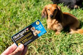 Image result for scabies dog ear