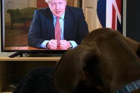 Leeds pet owners share adorable pictures of their furry friends in lockdown