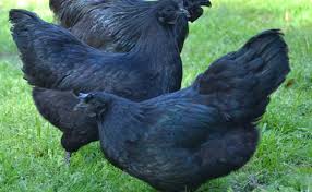 Maybe you would like to learn more about one of these? Mengenal Ayam Cemani Telurnya Bisa Capai Rp250 Ribu Per Butir Okezone Lifestyle