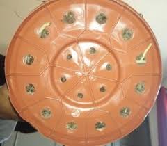 We did not find results for: Rempotage Beaucarnea Recurvata Pied D Elephant Forum Jardinage