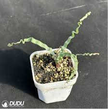 Image result for Trachyandra