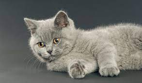 Blue for cats is a product of the blue buffalo company. British Shorthair Cat Breed Information
