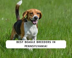 Beagle puppies for adoption in pa. 5 Best Beagle Breeders In Pennsylvania 2021 We Love Doodles