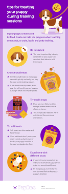 How to teach your puppy to grow up? Your New Puppy Training Guide When To Tackle Each Skill