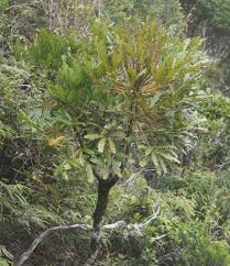 Image result for Neocussonia umbellifera