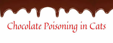 Some cats may be overly sensitive to chocolate, while some cats may only show mild symptoms. Chocolate Poisoning In Cats What You Need To Know Life Cats
