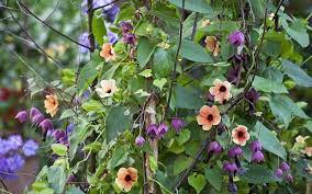 Can climbing plants include flowers? The Very Best Annual Climbers Perennial Flowering Vines Climbing Plants Flowers Uk