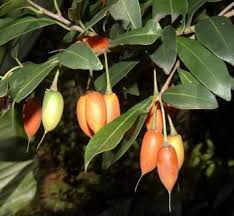 Image result for Mimusops afra