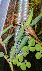 Image result for Xyris aristata