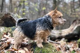 This dog may chase small animals, given the breed's hunting background. Norwich Terrier Rassebeschreibung Adressen Und Viele Fotos