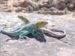 They are native to the nearctic. Leapin Lizards Sjma