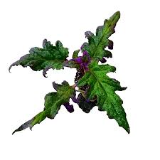 Image result for Gynura