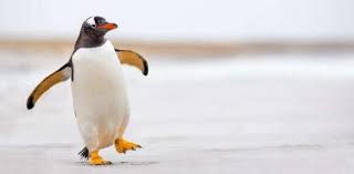 (must be a family name.) if you know the answers to these cartoon tr. Are You A True Fan Of Clubpenguin Game Proprofs Quiz
