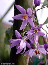 Image result for Solanum seaforthianum