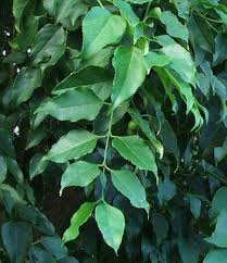Image result for Halleria elliptica