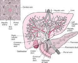 #diagram #draw #drawing #cbse #ncrt #boardexams #india #class10 #class11 #class9 how to draw liver diagram easily a beautiful drawing of the liver. Liver Internal Structure Courtesy Of Merck 12 Download Scientific Diagram