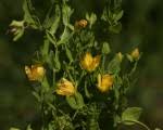 Image result for Hypericum peplidifolium