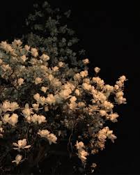 Maybe you would like to learn more about one of these? Flowers Dark And Black Image 6197699 On Favim Com