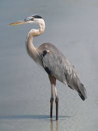 Image Result For Heron Colored Bedroom Blue Heron Coastal Birds Heron