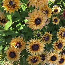 The Sahara Rudbeckia Are Happening My Favorite Variety Of These Summertime Staples The Bouquets Should Be To Flower Garden Design Flower Garden Flower Farm