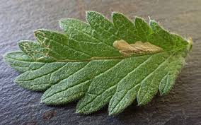 Image result for Stigmella poterii