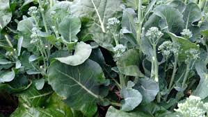 Once that baby goes to seed, you're done. Explore The Best Broccoli Varieties For North Florida