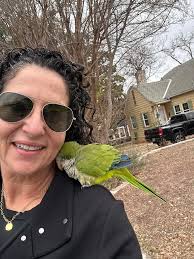 Lost Cockatiel JD in Johnstown/Westmont, PA