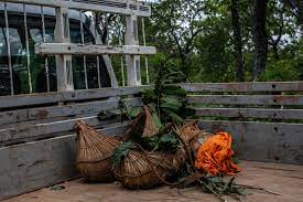 Baskets of fruits, seeds and herbs from the savanna await the expedition's return to the village.