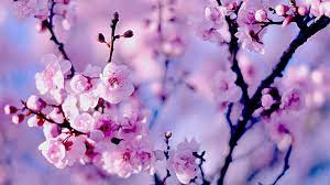 Cherry Blossom Free Computer Wallpaper Download Cherry Blossom Wallpaper Cherry Blossom Background Sakura Tree