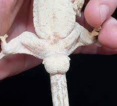 See more of genjer on facebook. Sexing Geckos How To Pangea Reptile