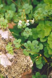 Image result for Pelargonium alchemilloides