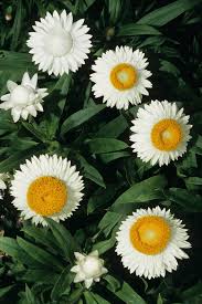 Image result for Ageratinastrum palustre