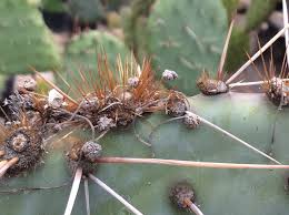 Hi kate, how are you? How To Remove Cactus Spines Including Ones Stuck In Your Throat
