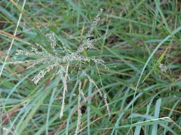 Image result for Eragrostis volkensii