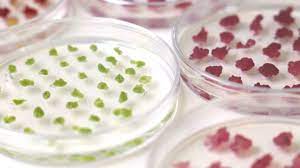 Check spelling or type a new query. Vtt Grows Birch Cell Cultures Useful In Cosmetics