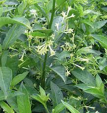 Image result for Cestrum nocturnum