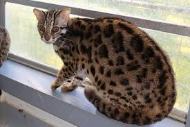 Check spelling or type a new query. Asian Leopard Cats And Bengals At Spot O Luck Home Facebook