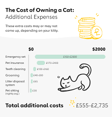 What you should expect to spend. The Cost Of Owning A Cat In The Uk 2020 The Dog People By Rover Com