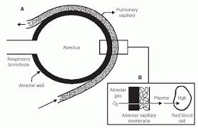 Image result for Diffusing Capacity