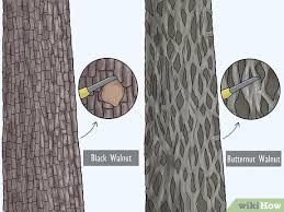 Silver maples have a flaky gray bark, whereas red maple trees have dark brown bark. Easy Ways To Identify Walnut Trees 11 Steps With Pictures