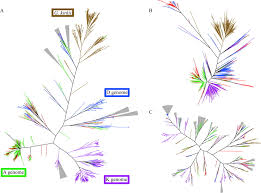 Image result for Gossypioides kirkii