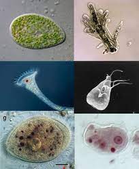 Apr 28, 2017 · 2. Protozoa Explained Microscope Clarity