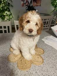 Image result for labradoodle