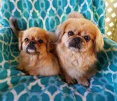 Find basenji puppies and dogs for adoption today! Pittsburgh Pa Pekingese Meet Kimchi A Pet For Adoption