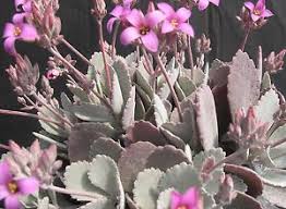 Plantas Crasas Altascopas En 2020 Plantas Crasas Plantas Crasas