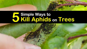 Green peach aphids typically stick to stone fruit trees like peaches and plums, but they will also happily eat tomatoes, peppers, spinach, lettuce, carrots, corn, cucurbits like cucumbers, melons, and squash, and flowering plants like roses. 5 Simple Ways To Kill Aphids On Trees