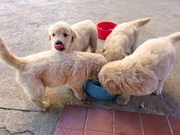 Feeding Schedule For 4 Week Old Puppies Cuteness Weaning Puppies Feeding Puppy Newborn Puppies