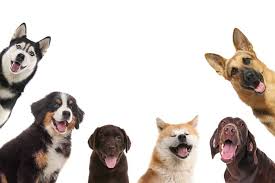 Maybe you would like to learn more about one of these? Top 40 Best Dog Breeds For Men Coolest Dog Breeds